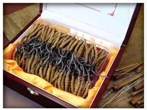 本溪冬虫夏草回收